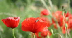 troppi_grilli_per_la_testa