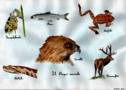 fauna