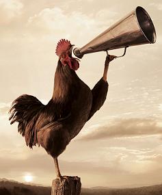 gallo-con-megafono