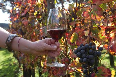 Pompei: vendemmia aperta al pubblico negli scavi