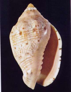 conchiglia