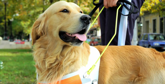 cane per ciechi